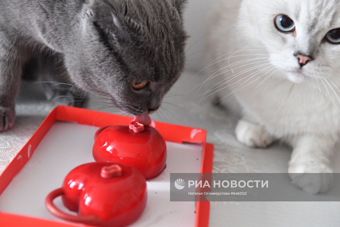 Празднование Дня всех влюбленных в Москве