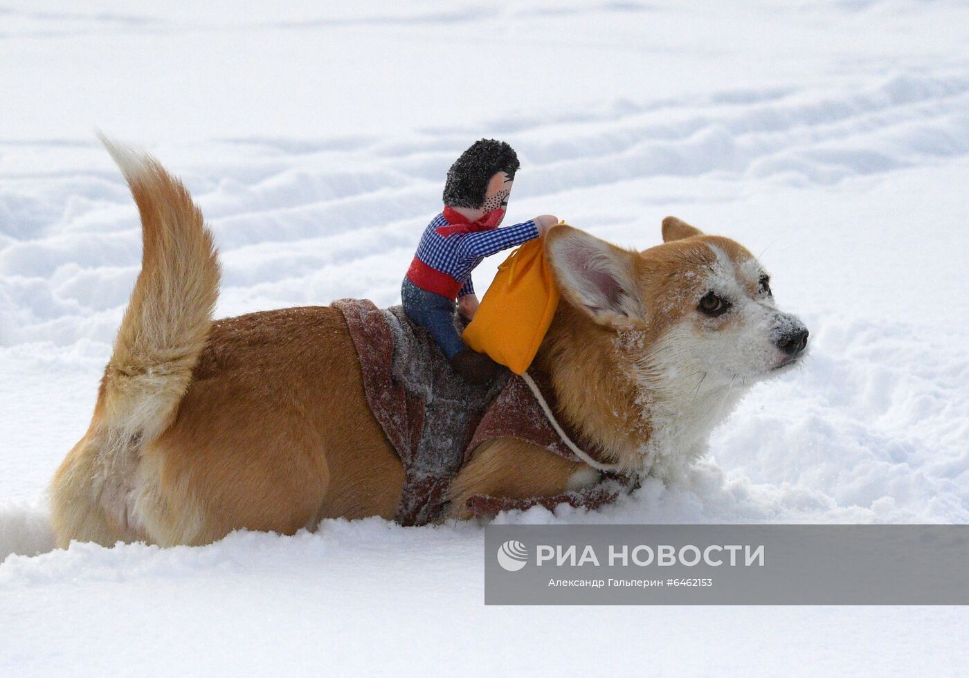 Участник костюмированного парада корги по случаю Дня всех влюбленных в Санкт-Петербурге. Место: Россия, Санкт-Петербург. Автор: Александр Гальперин/РИА Новости. Костюмированный парад корги по случаю Дня всех влюбленных