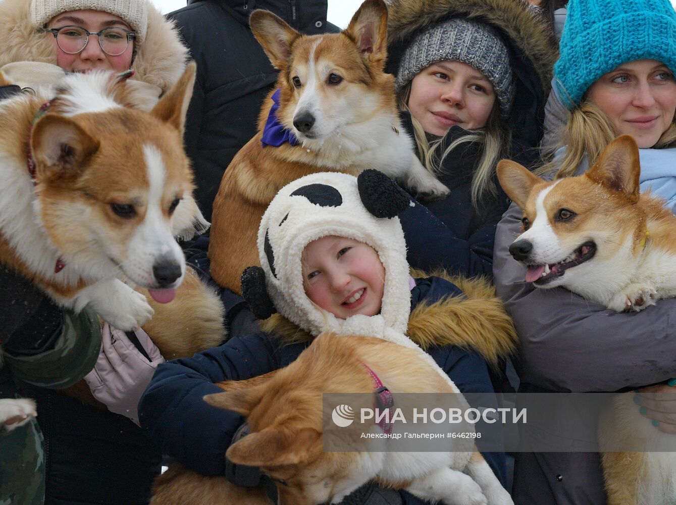 Костюмированный парад корги по случаю Дня всех влюбленных