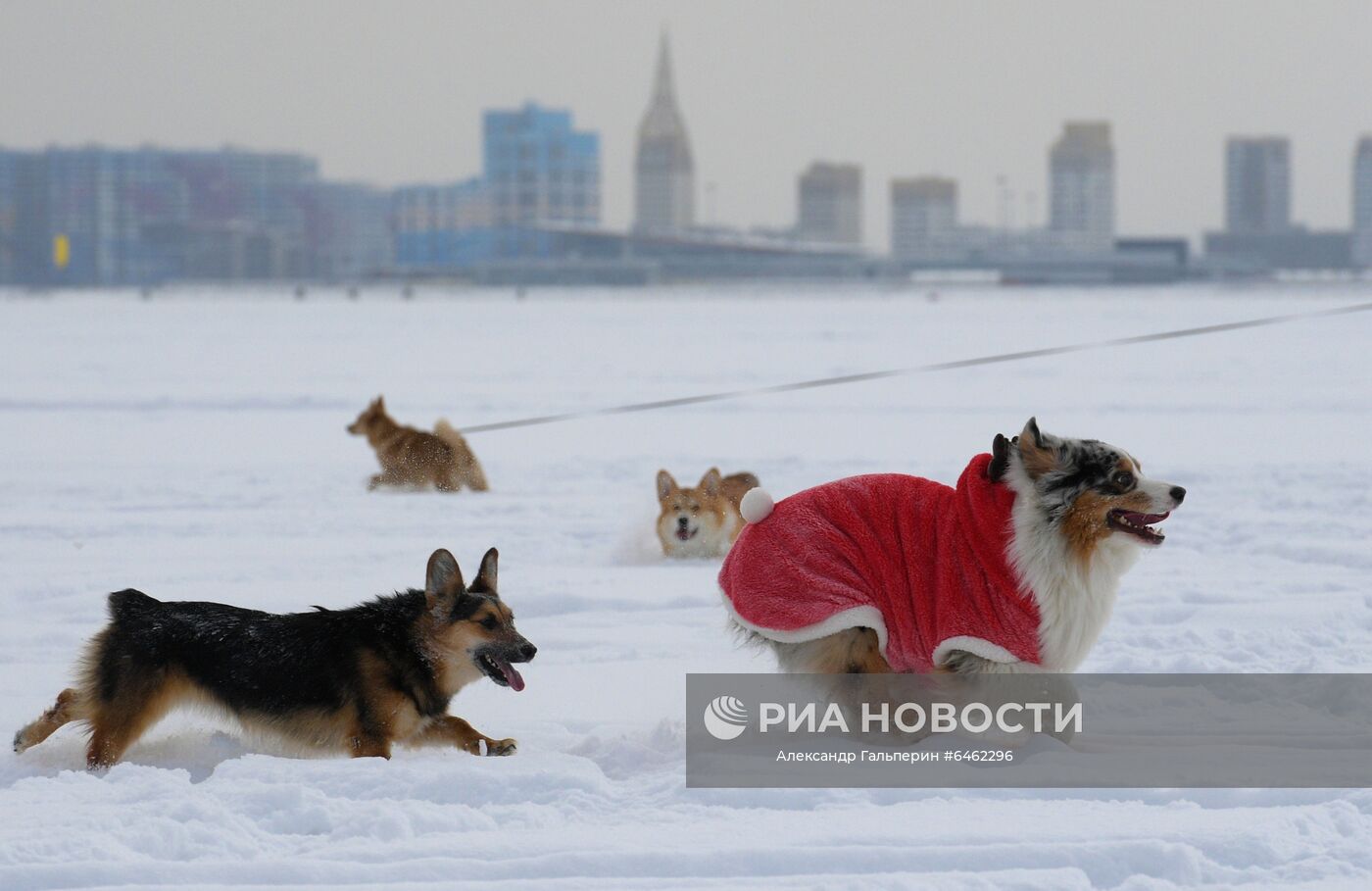 Участники костюмированного парада корги по случаю Дня всех влюбленных в Санкт-Петербурге. Место: Россия, Санкт-Петербург. Автор: Александр Гальперин/РИА Новости. Костюмированный парад корги по случаю Дня всех влюбленных