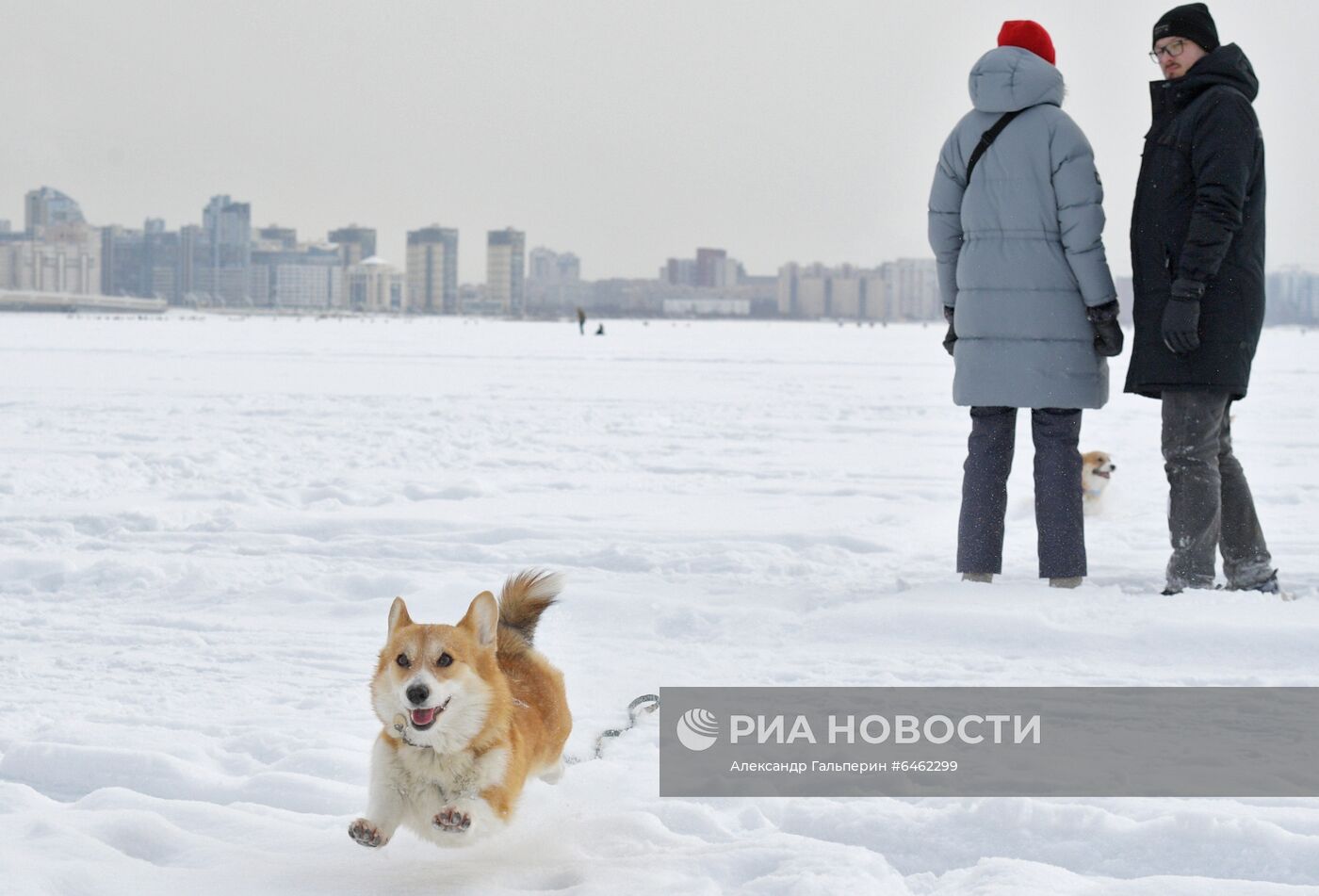 Костюмированный парад корги по случаю Дня всех влюбленных