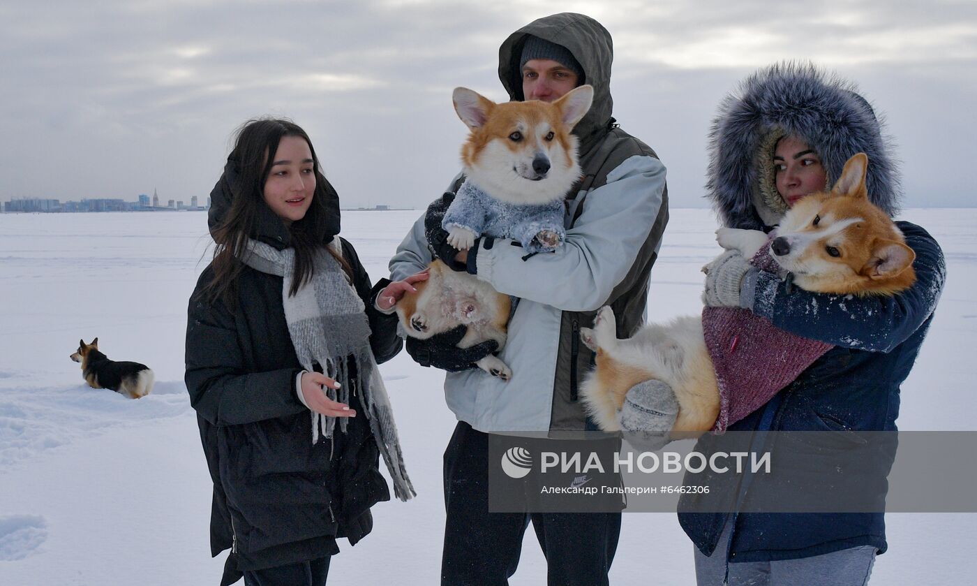 Костюмированный парад корги по случаю Дня всех влюбленных