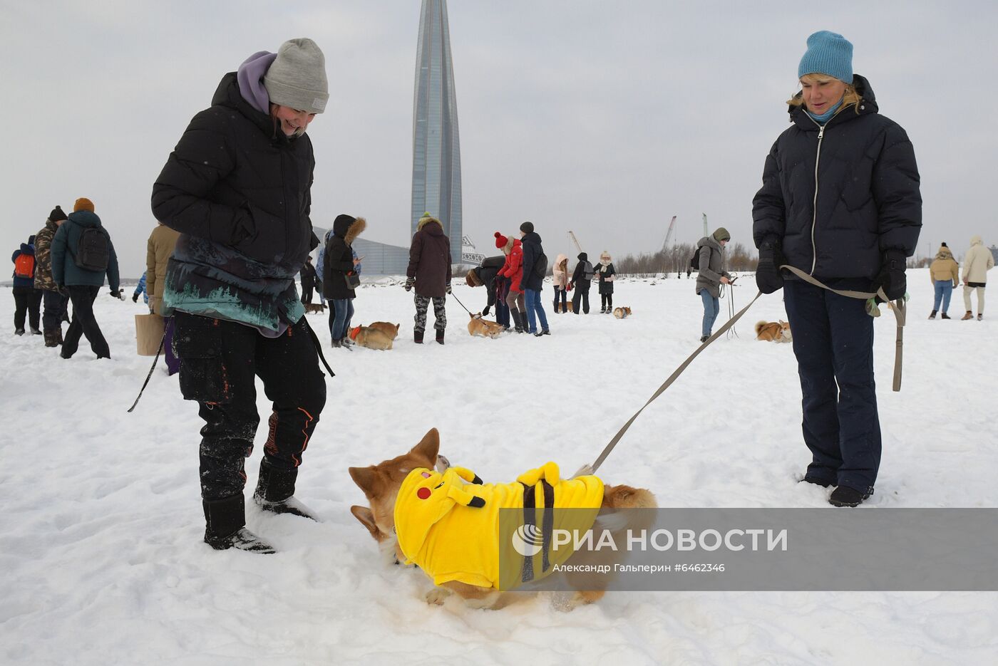 Костюмированный парад корги по случаю Дня всех влюбленных