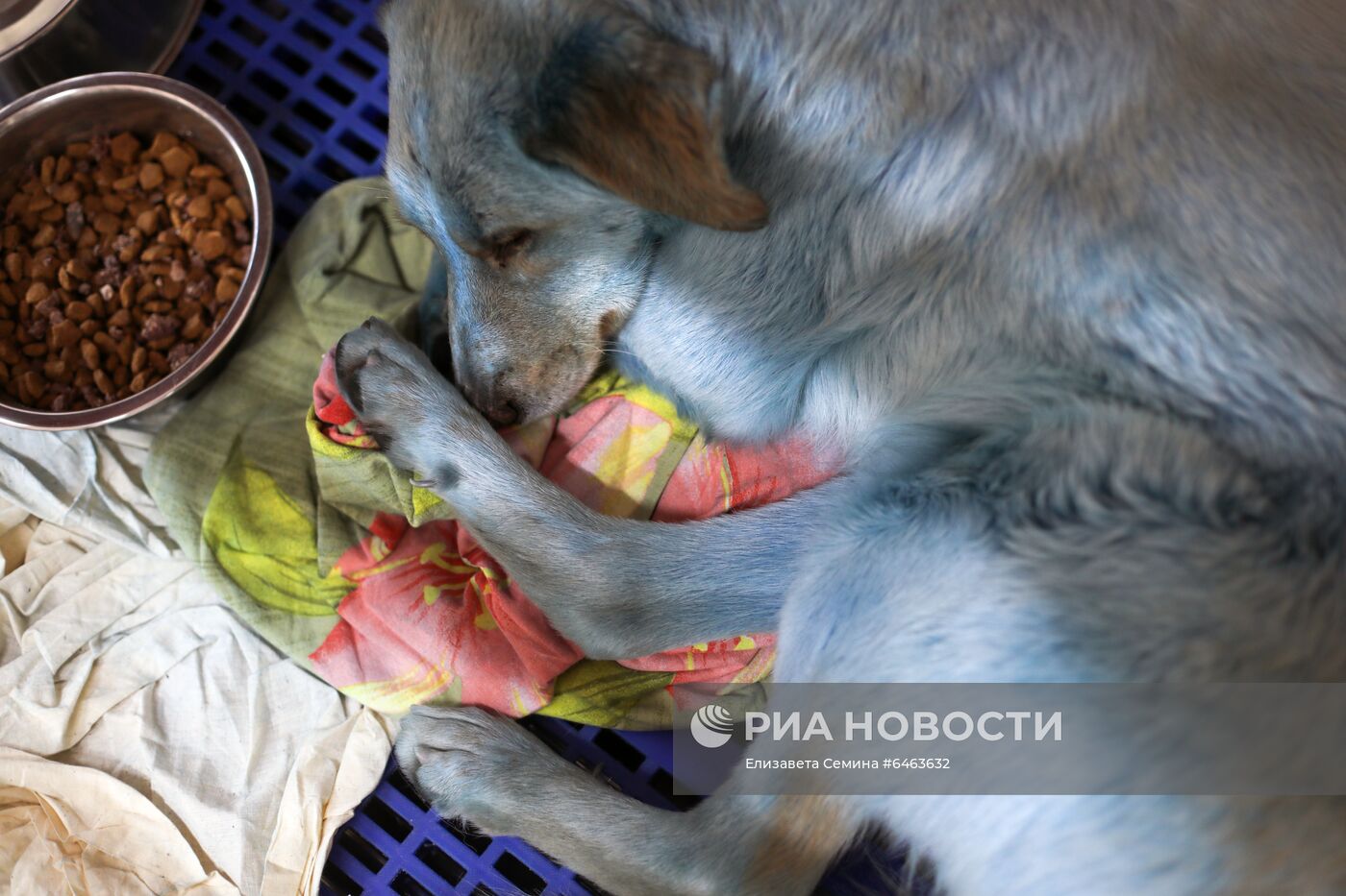 Синие собаки из Дзержинска
