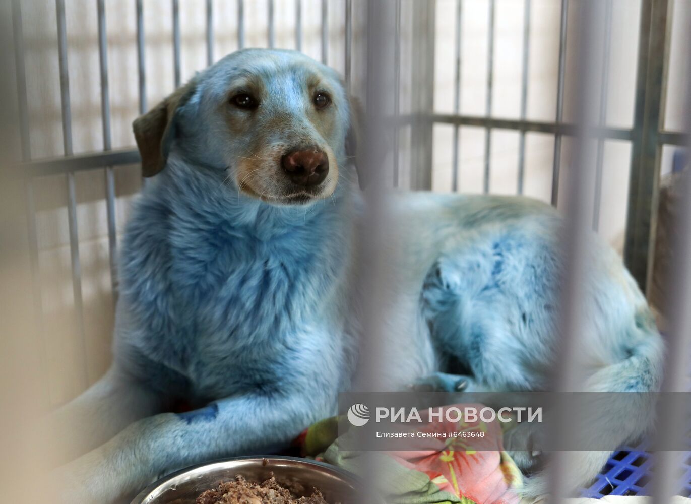 Синие собаки из Дзержинска