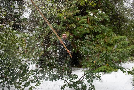 Спасение растений от снегопада в парке "Дендрарий" в Сочи