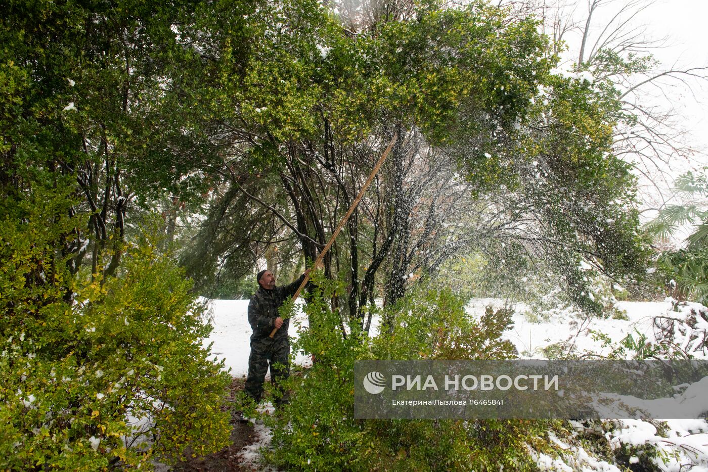 Спасение растений от снегопада в парке "Дендрарий" в Сочи
