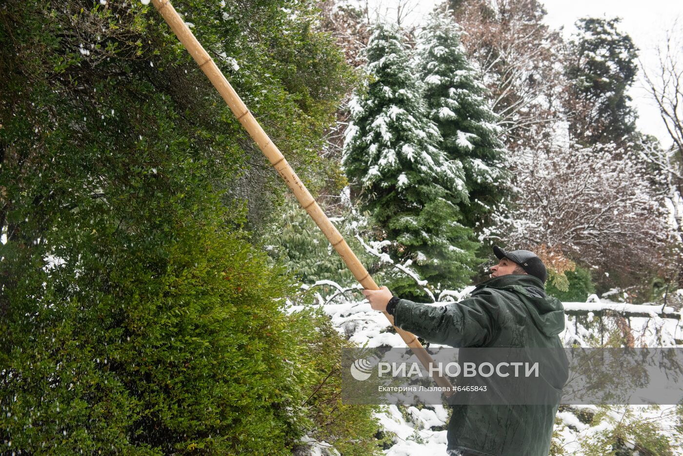 Спасение растений от снегопада в парке "Дендрарий" в Сочи