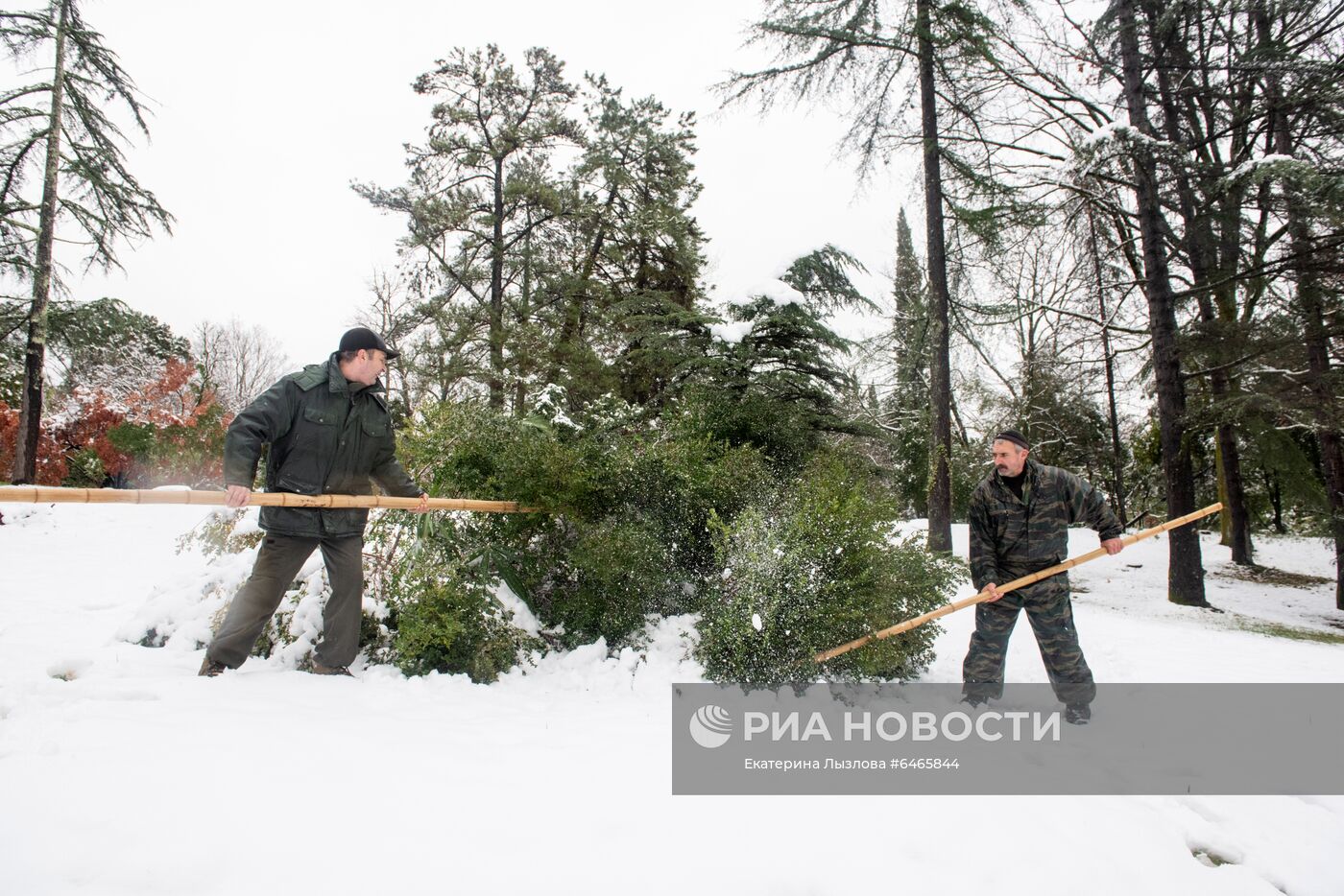 Спасение растений от снегопада в парке "Дендрарий" в Сочи