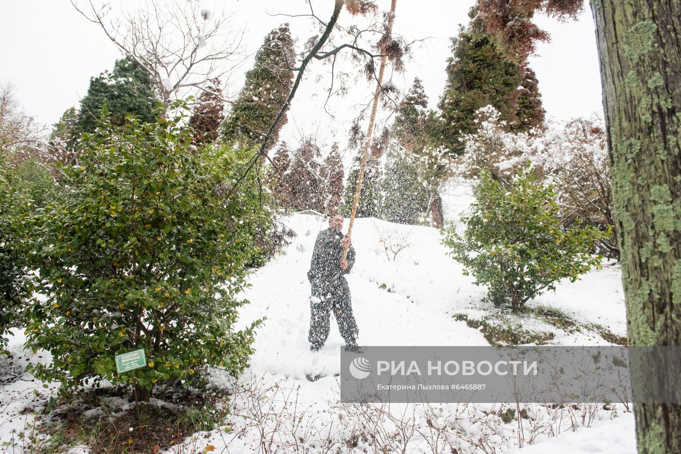 Спасение растений от снегопада в парке "Дендрарий" в Сочи