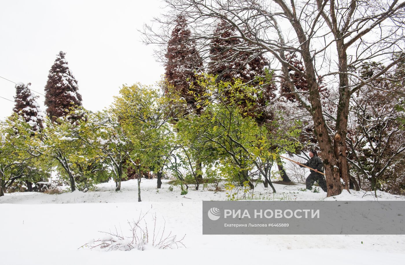 Спасение растений от снегопада в парке "Дендрарий" в Сочи