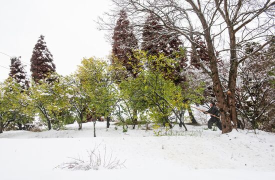Спасение растений от снегопада в парке "Дендрарий" в Сочи