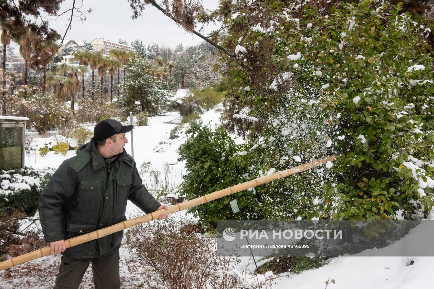Спасение растений от снегопада в парке "Дендрарий" в Сочи