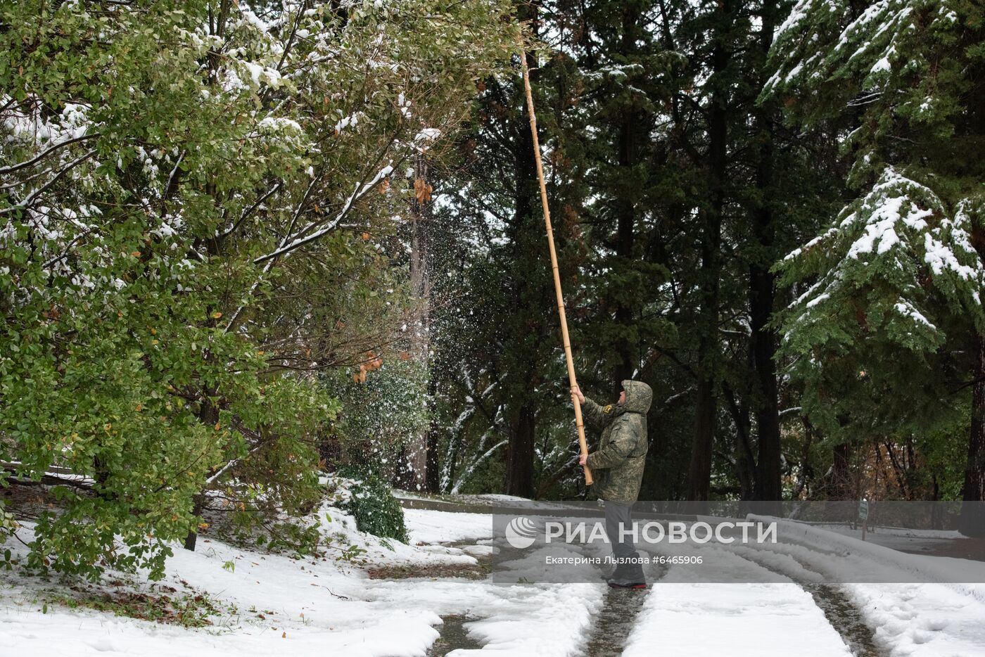 Спасение растений от снегопада в парке "Дендрарий" в Сочи