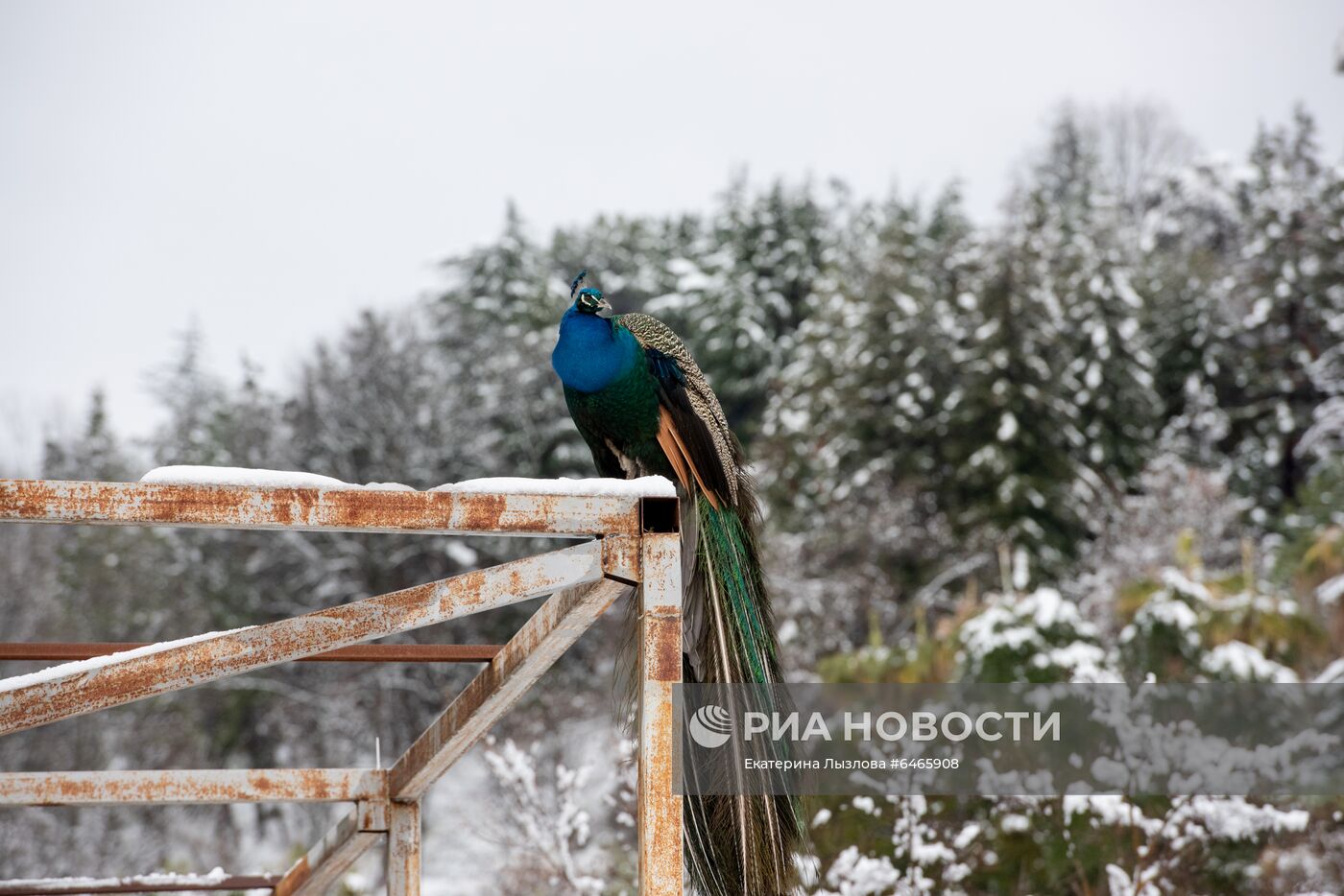 Спасение растений от снегопада в парке "Дендрарий" в Сочи