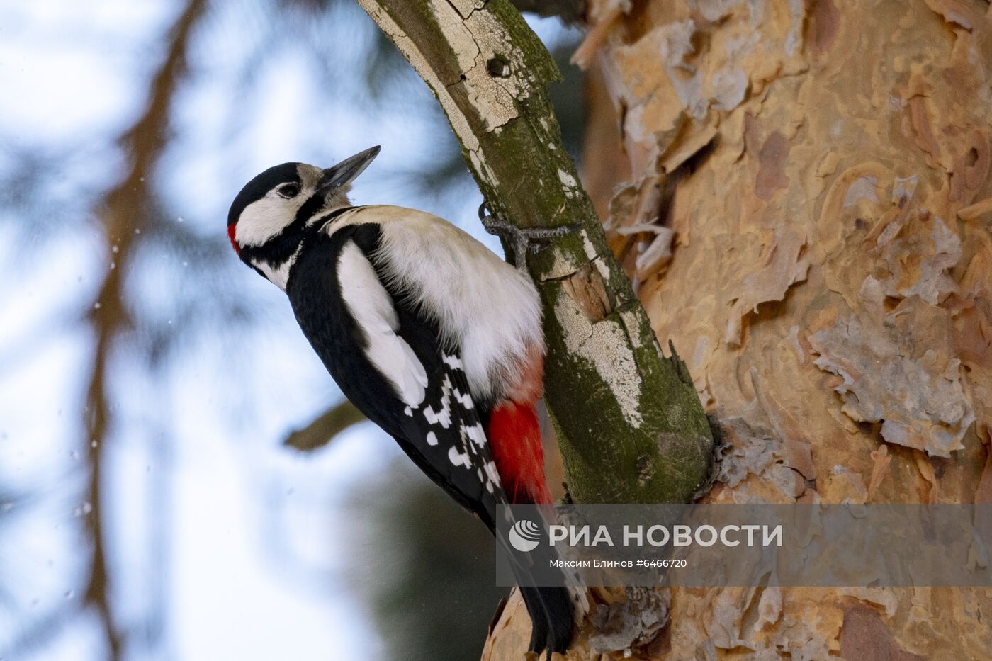 Животные в Серебряном бору