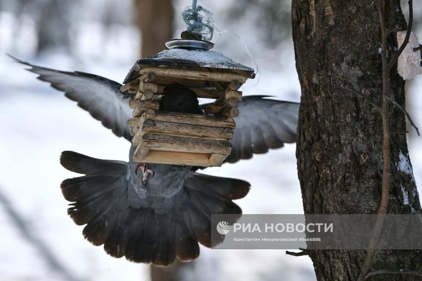 Снег в Крыму