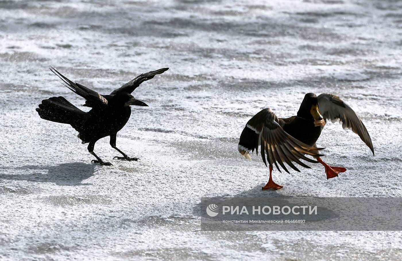 ФОТО НЕДЕЛИ