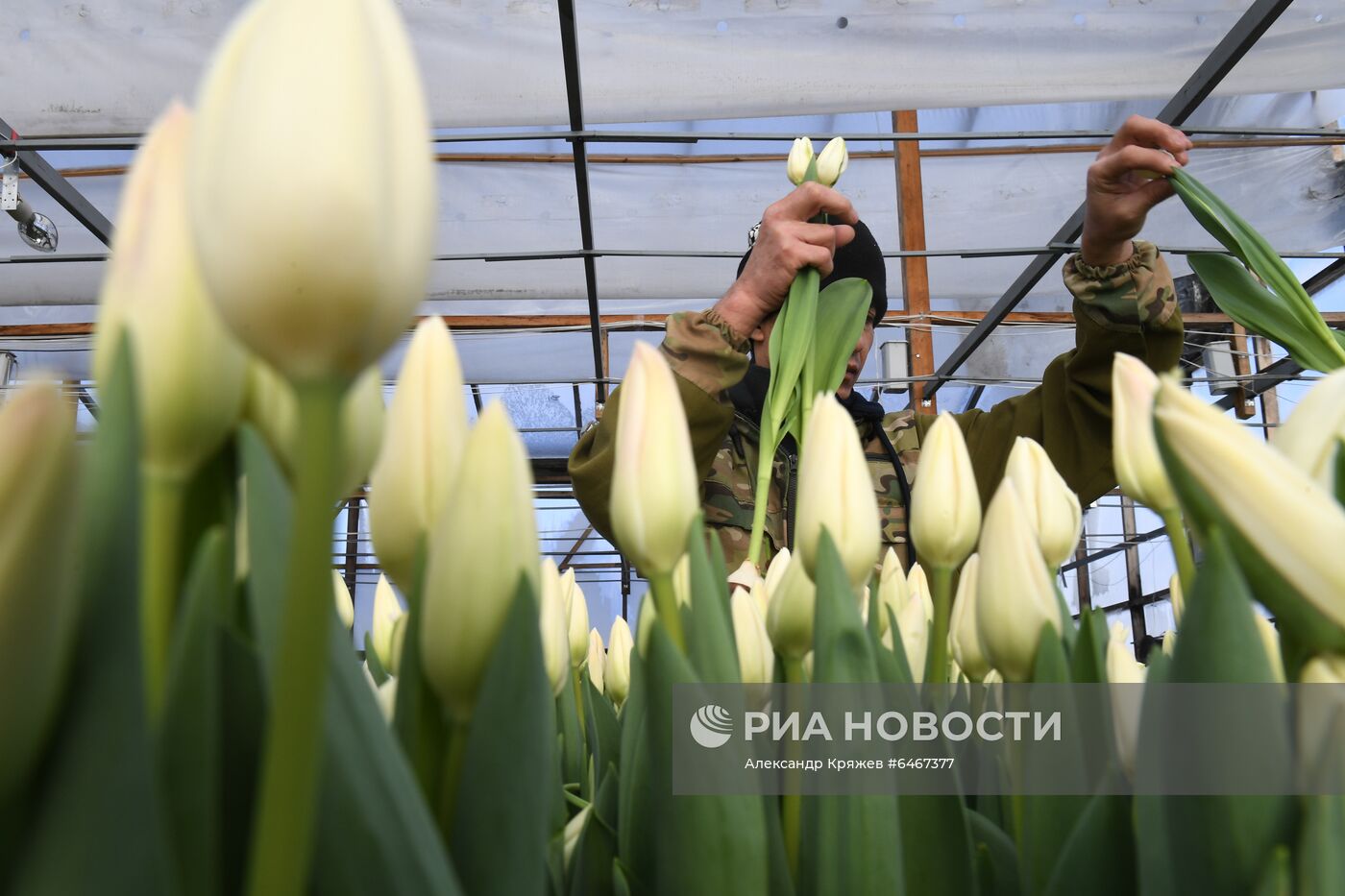 Выращивание тюльпанов к 8 Марта в Новосибирске