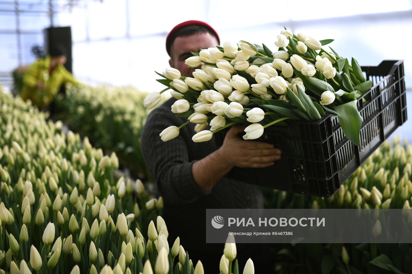 Выращивание тюльпанов к 8 Марта в Новосибирске