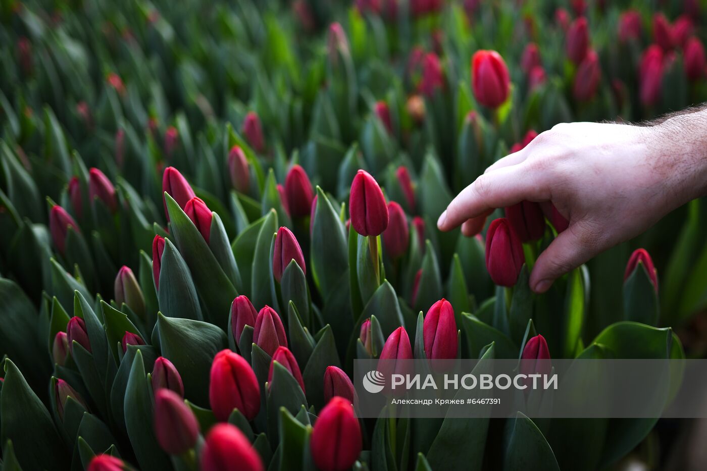 Выращивание тюльпанов к 8 Марта в Новосибирске