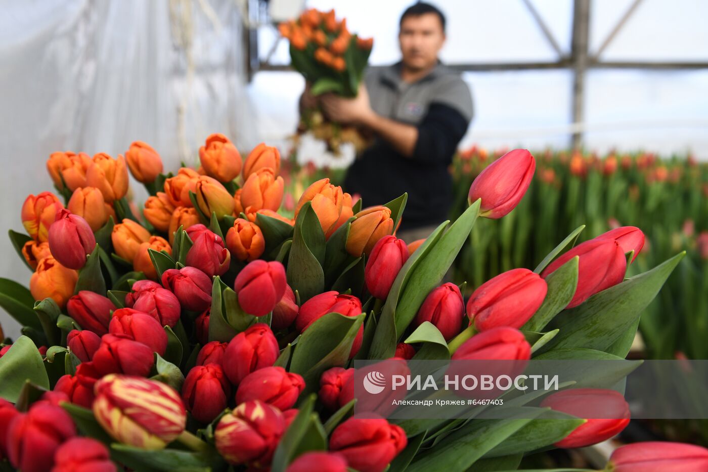 Выращивание тюльпанов к 8 Марта в Новосибирске