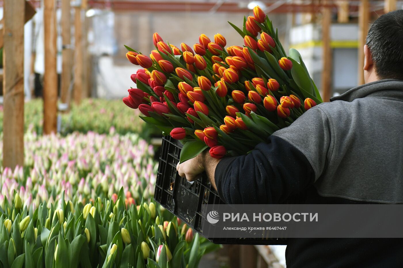 Выращивание тюльпанов к 8 Марта в Новосибирске