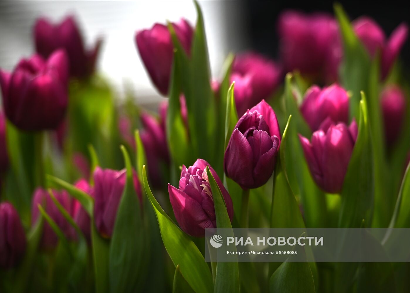 Открытие VII ежегодной выставки "Репетиция весны"