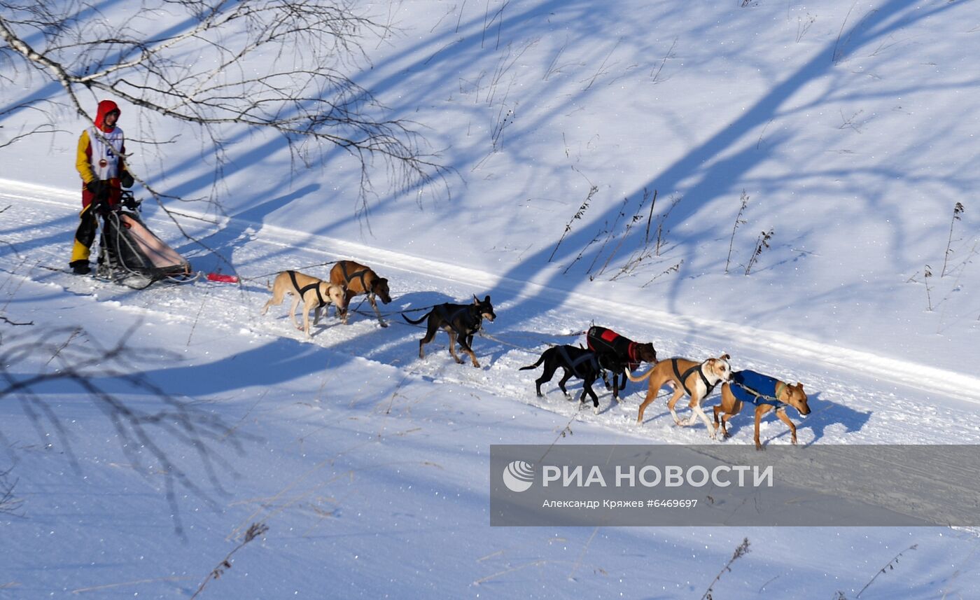 Гонка на собачьих упряжках "Сила Сибири - 2021"