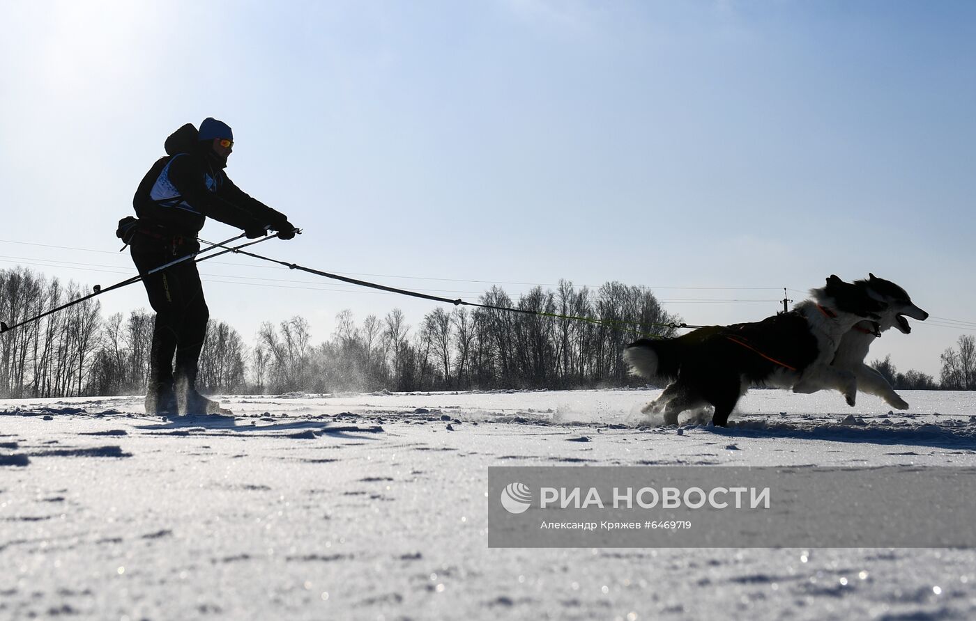 Гонка на собачьих упряжках "Сила Сибири - 2021"