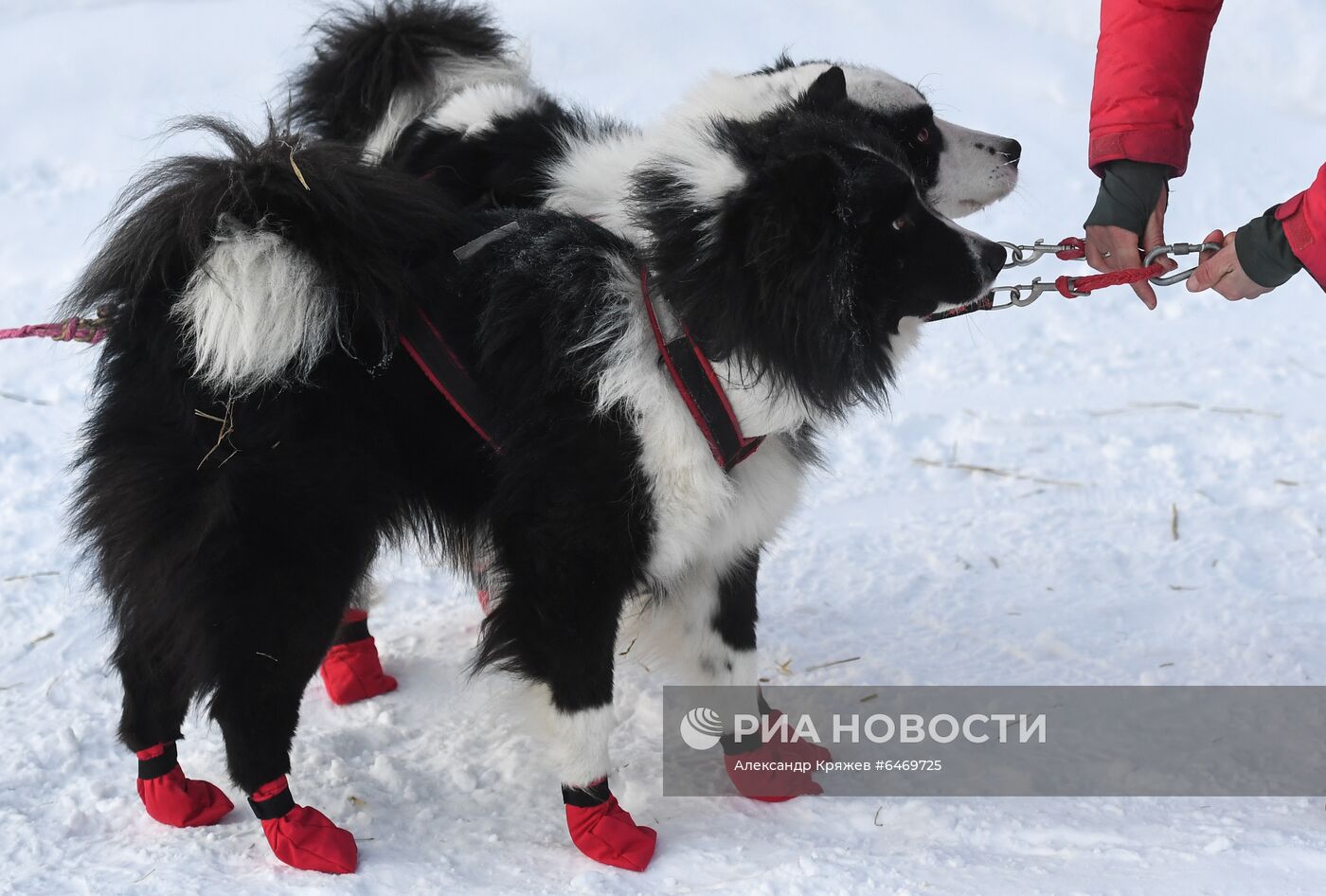 Гонка на собачьих упряжках "Сила Сибири - 2021"