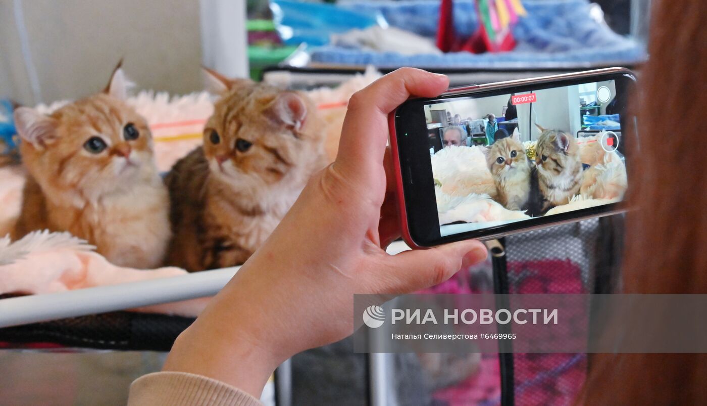 Выставка котят "КоШарики Шоу"