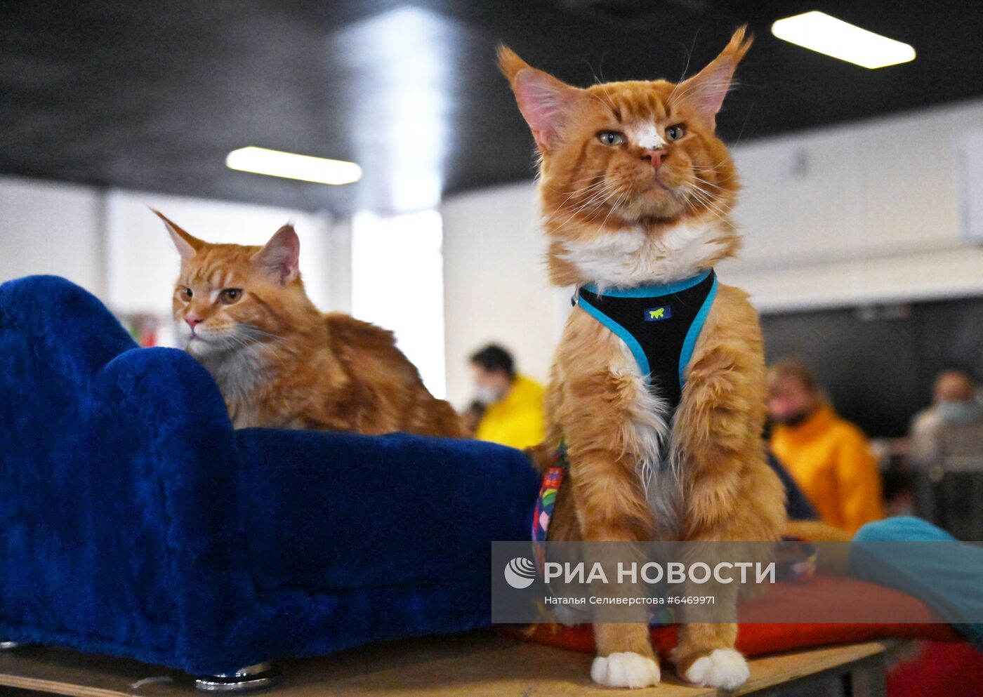 Выставка котят "КоШарики Шоу"
