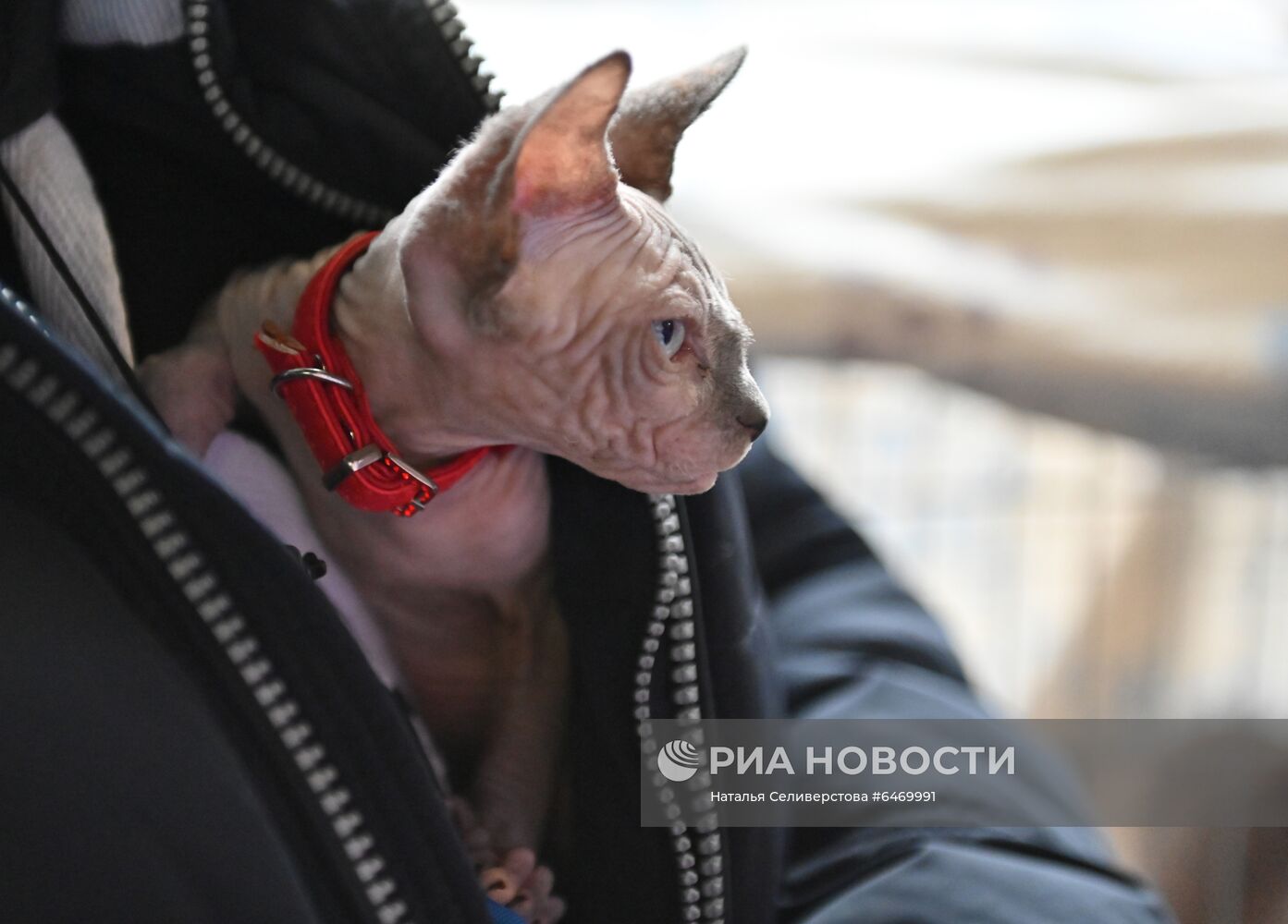 Выставка котят "КоШарики Шоу"