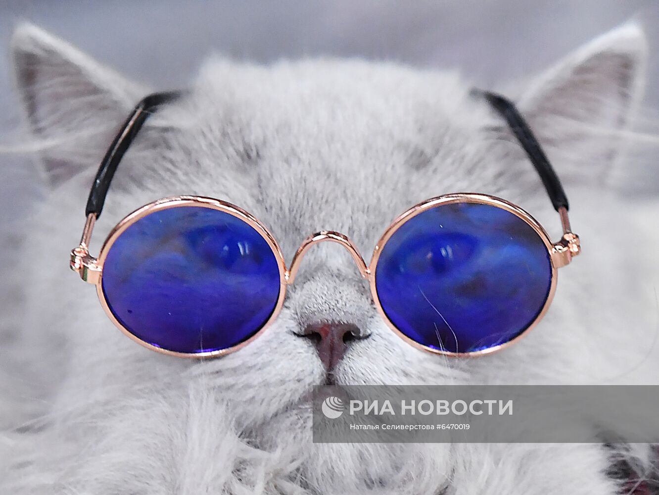 Выставка котят "КоШарики Шоу"