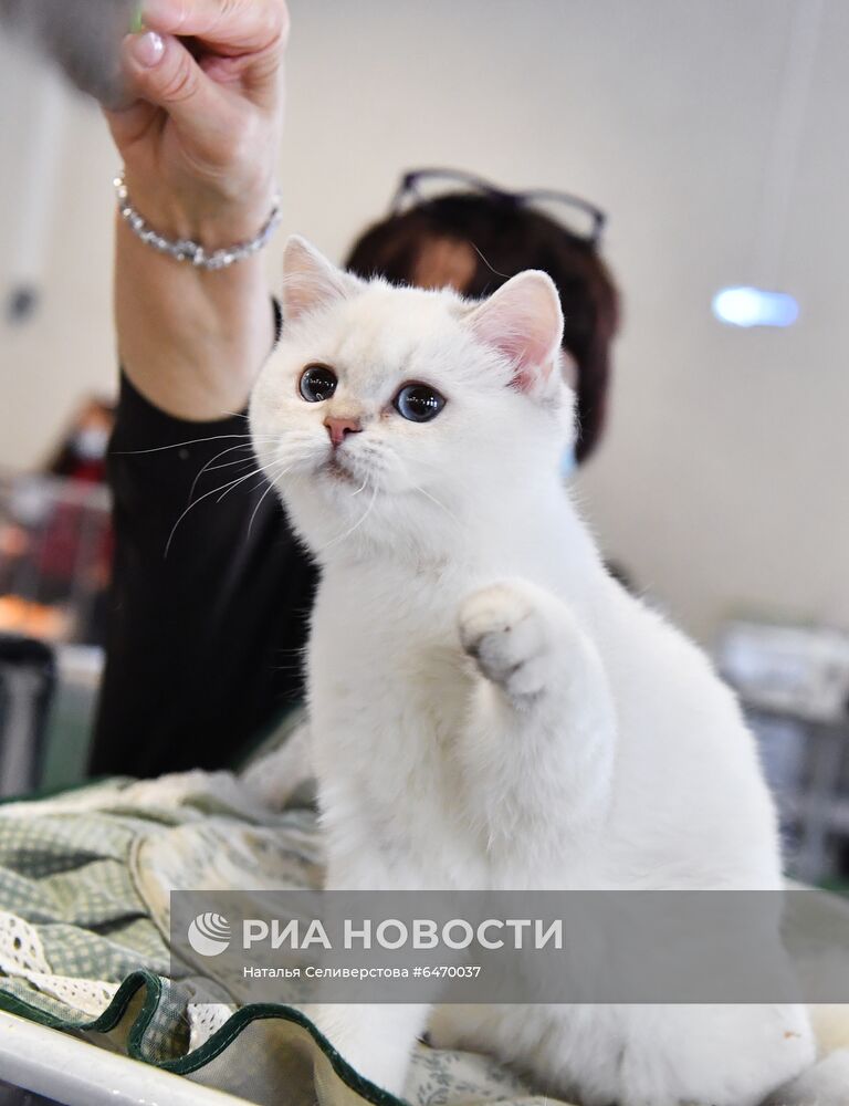 Выставка котят "КоШарики Шоу"