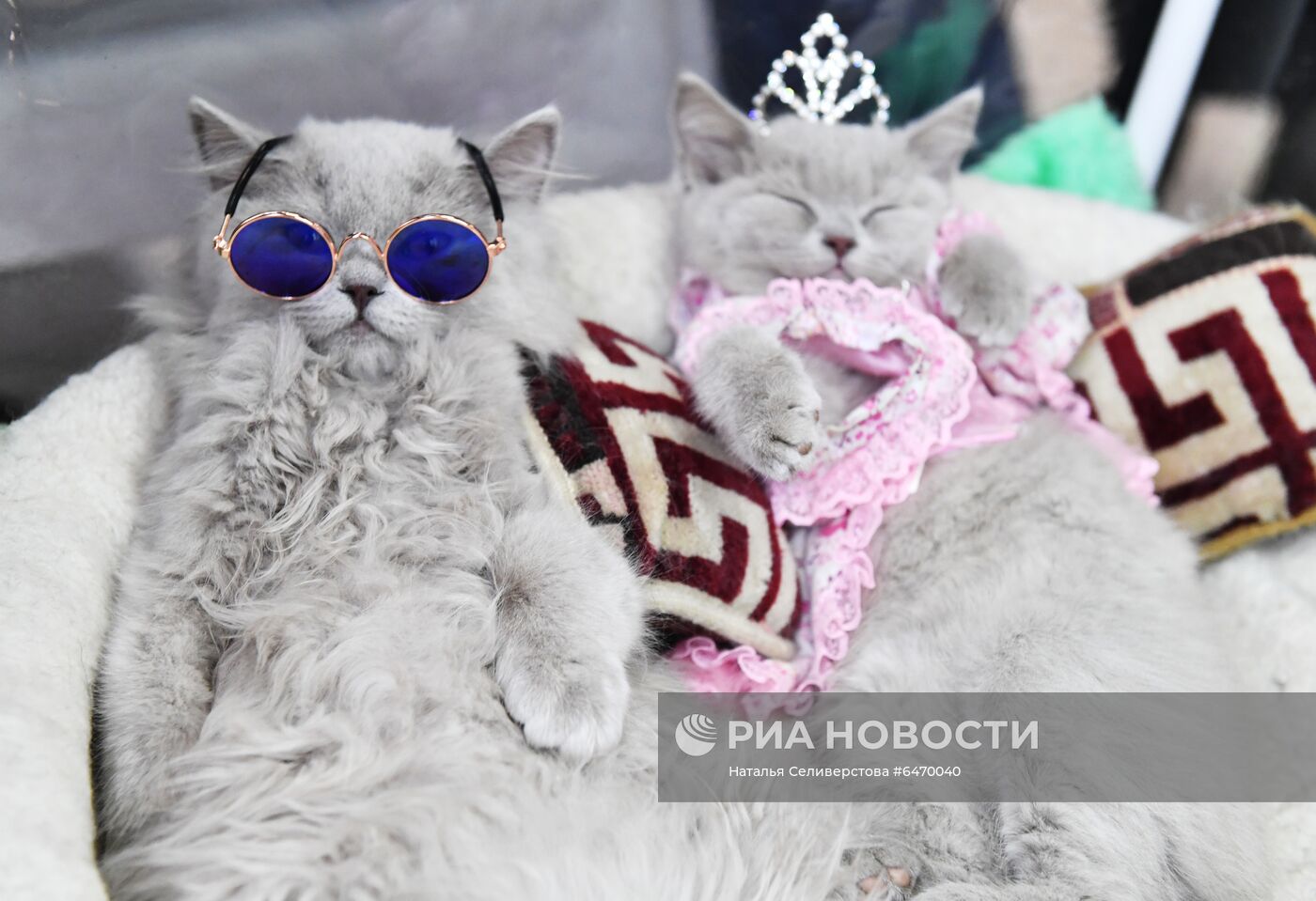 Выставка котят "КоШарики Шоу"