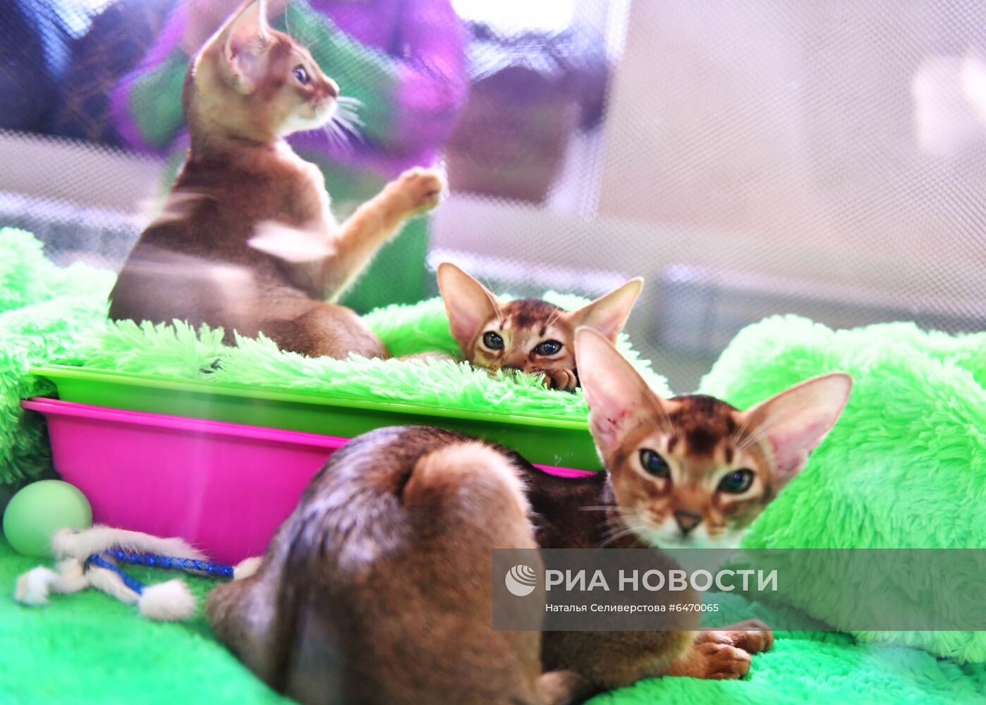 Выставка котят "КоШарики Шоу"