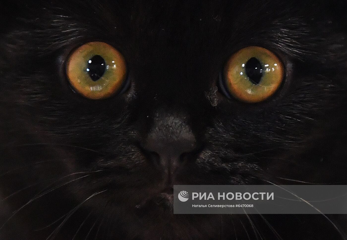 Выставка котят "КоШарики Шоу"