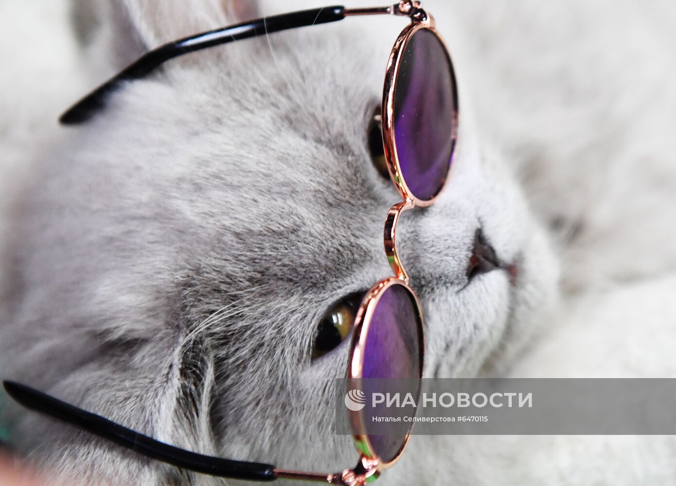 Выставка котят "КоШарики Шоу"