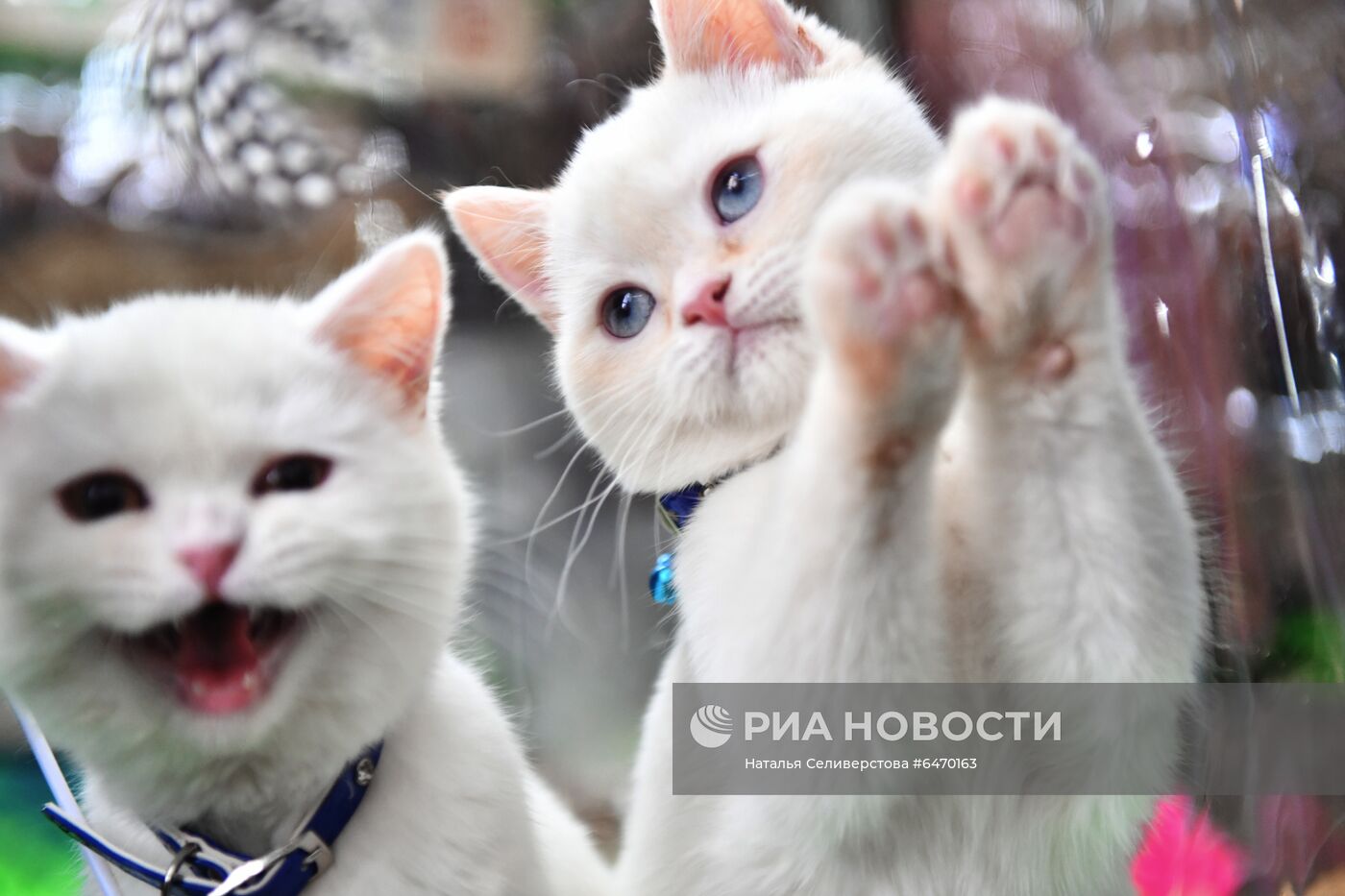 Выставка котят "КоШарики Шоу"