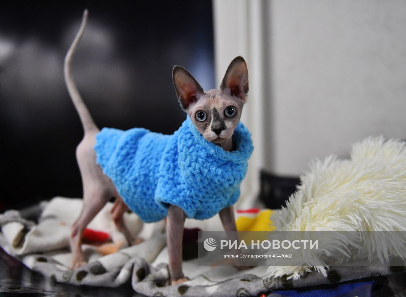 Выставка котят "КоШарики Шоу"