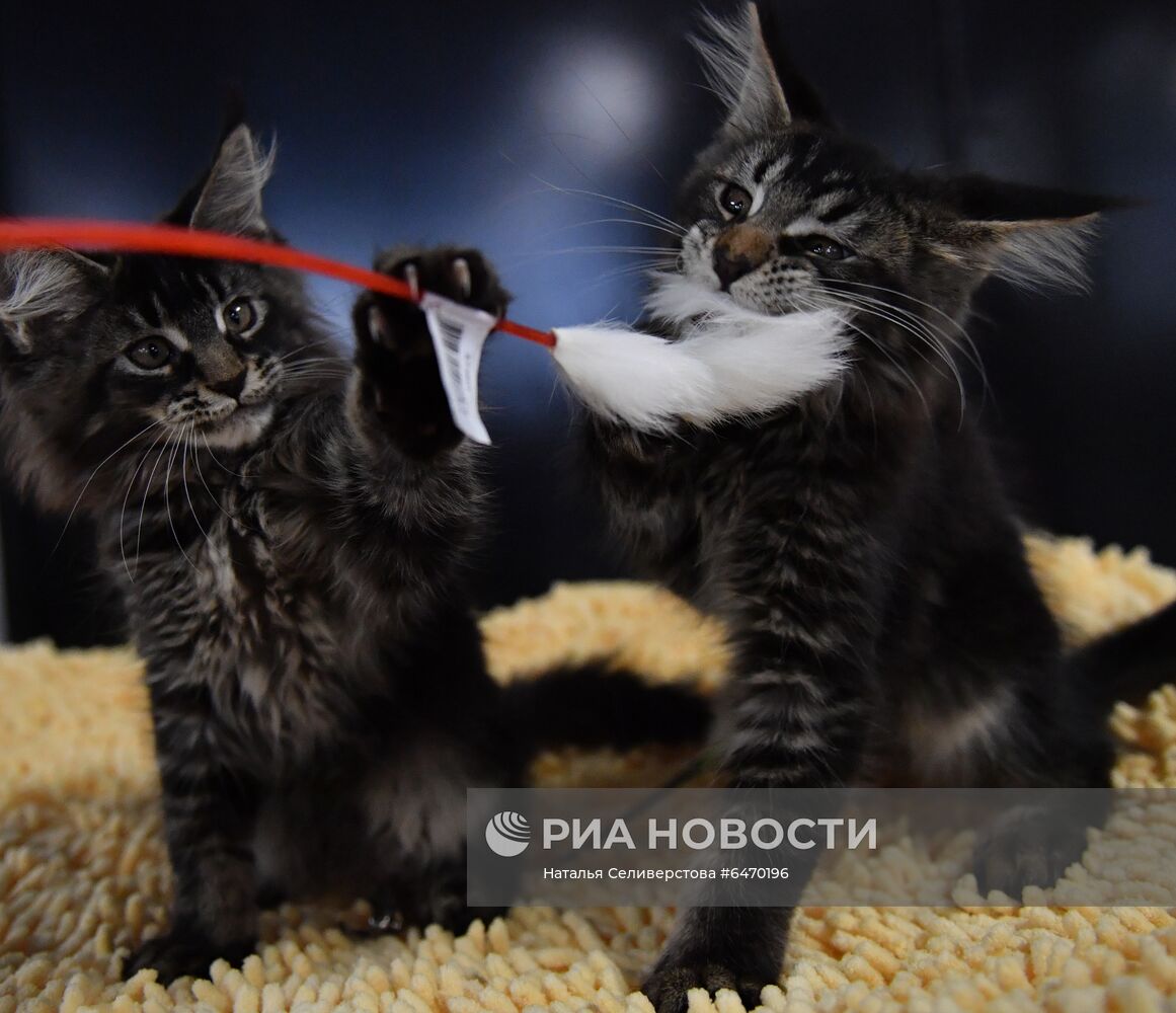 Выставка котят "КоШарики Шоу"