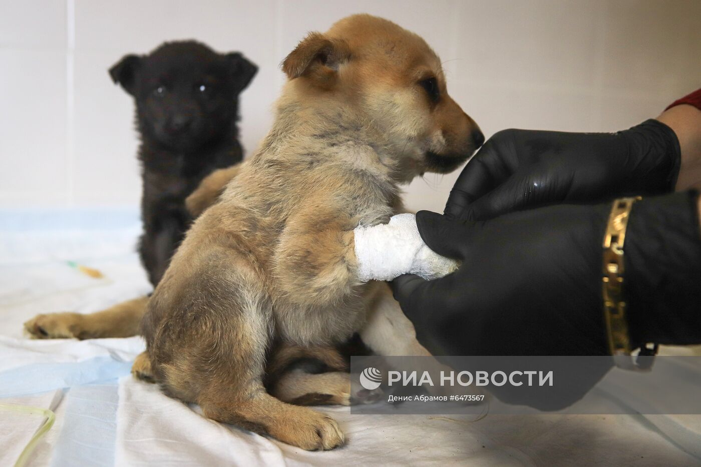 Отлов бездомных собак во Владикавказе
