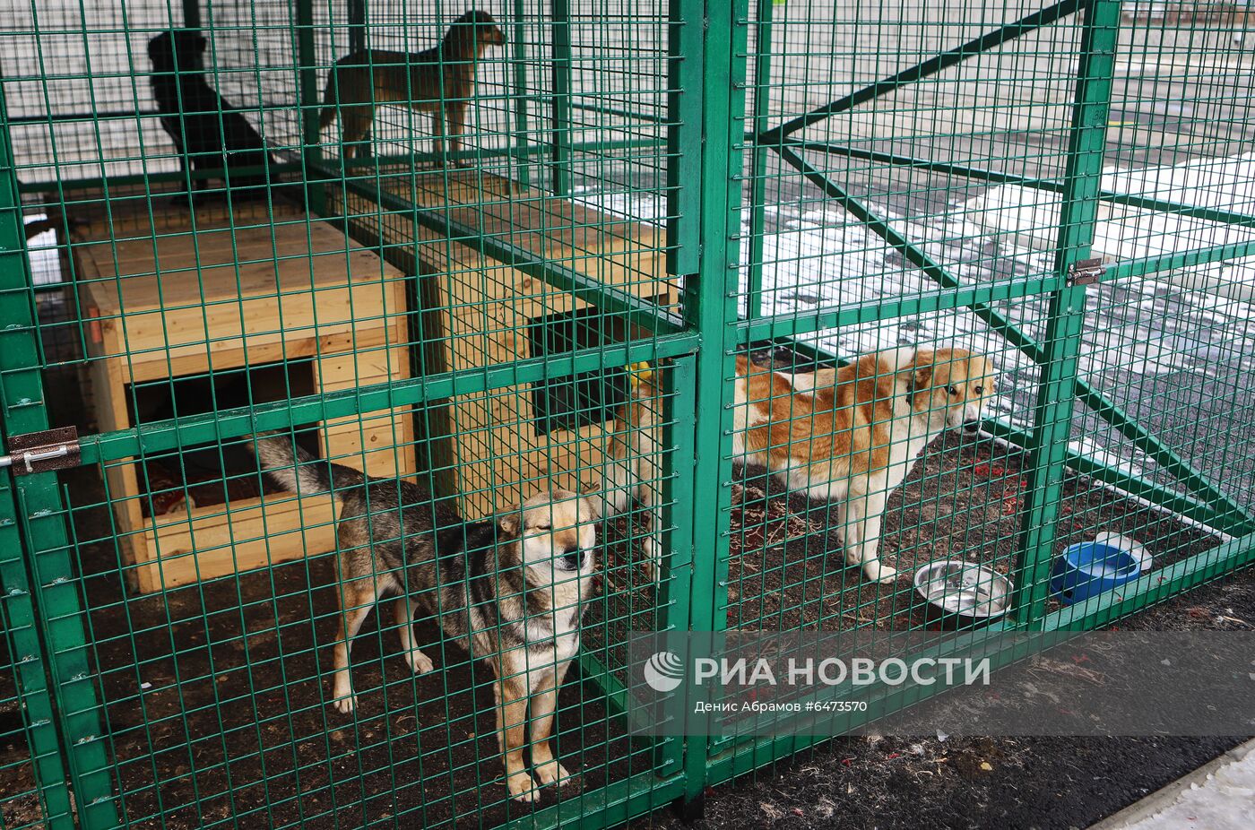 Отлов бездомных собак во Владикавказе