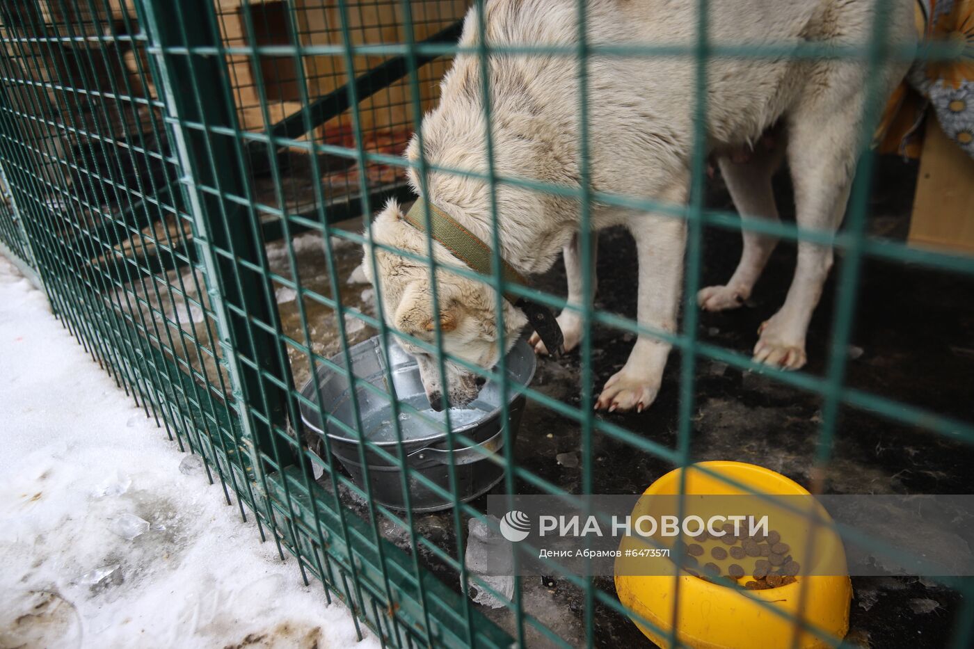 Отлов бездомных собак во Владикавказе