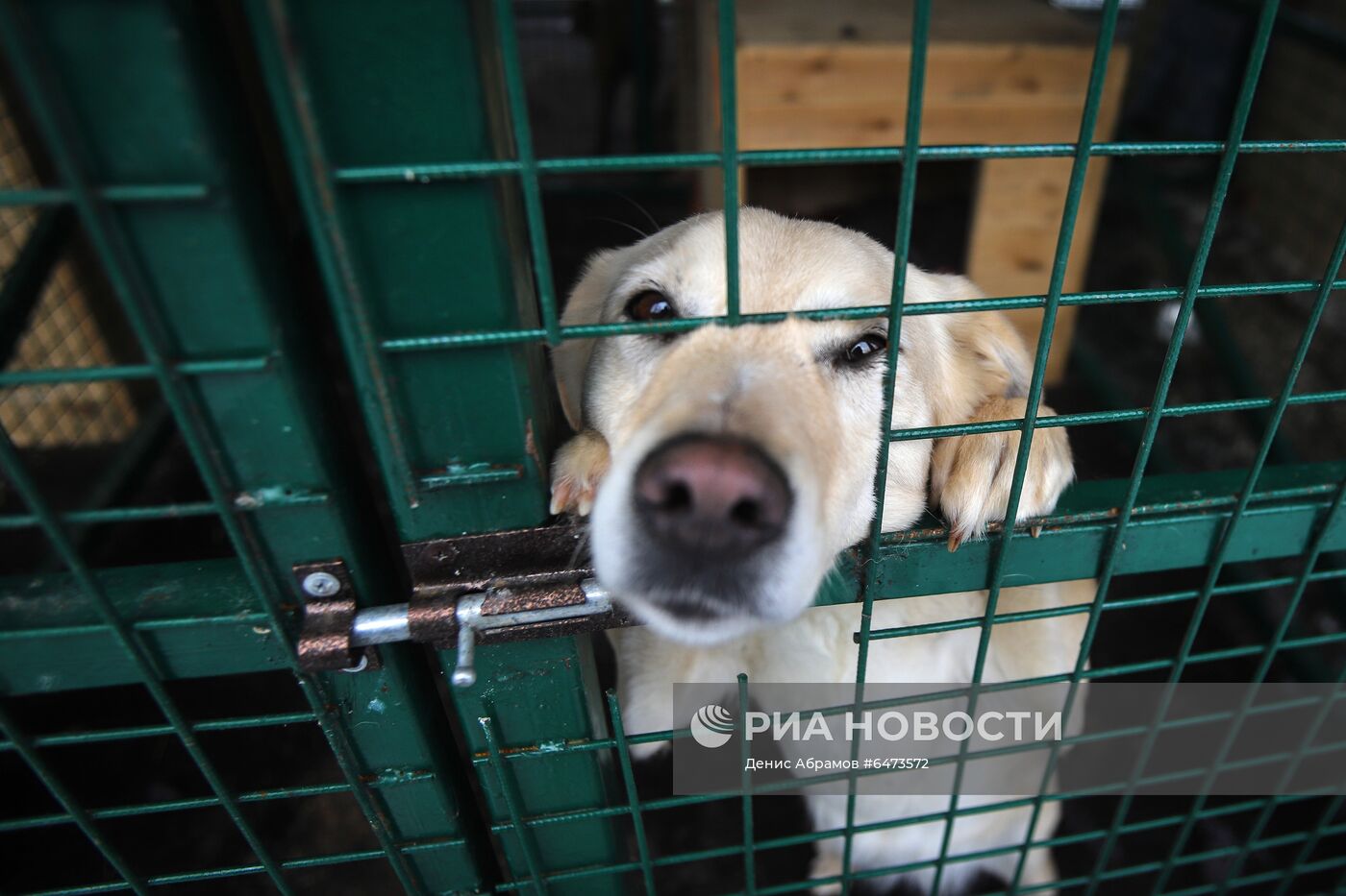 Отлов бездомных собак во Владикавказе
