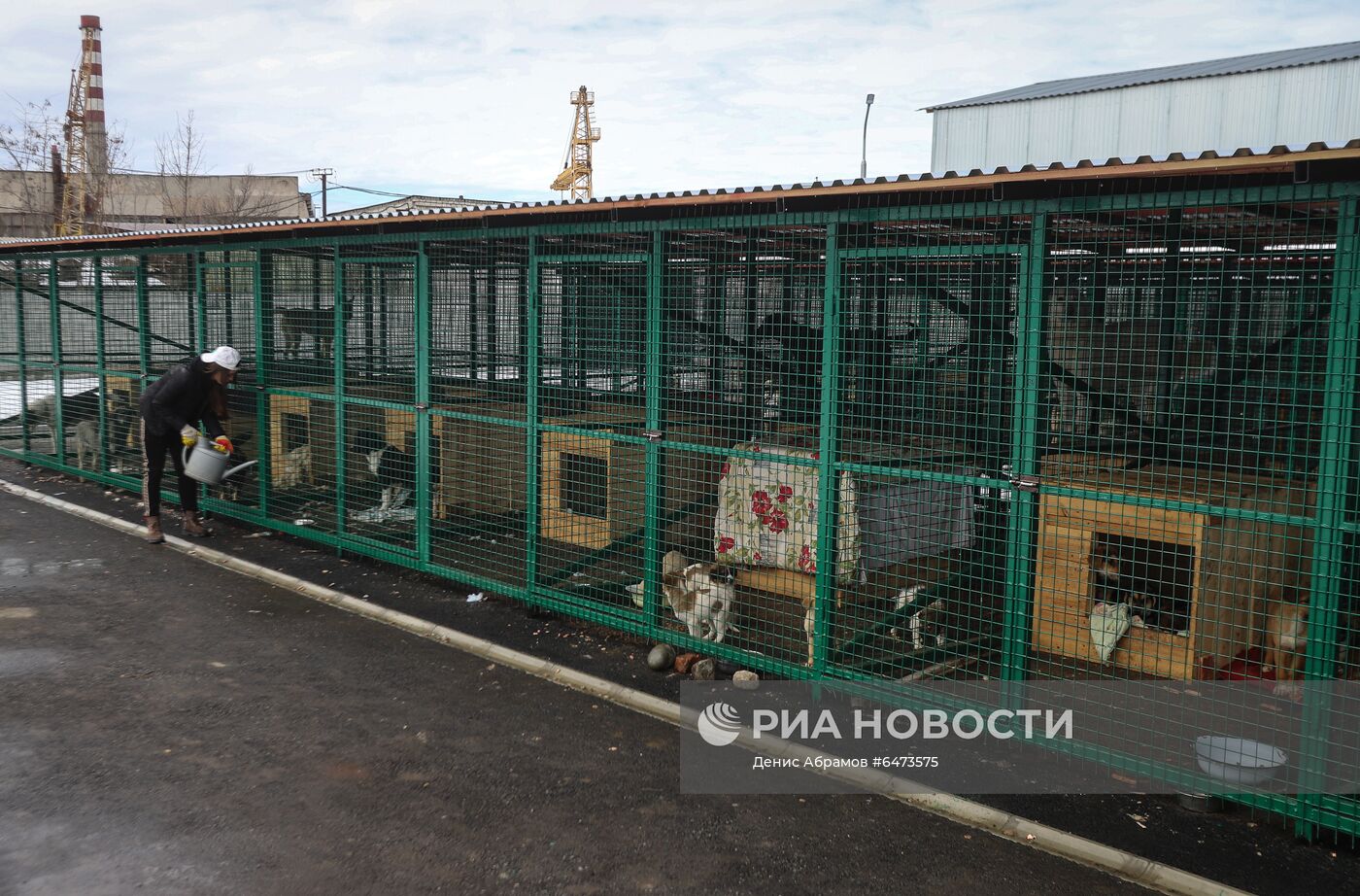 Отлов бездомных собак во Владикавказе