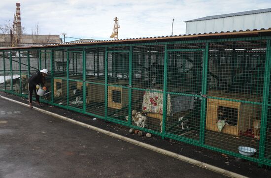 Отлов бездомных собак во Владикавказе
