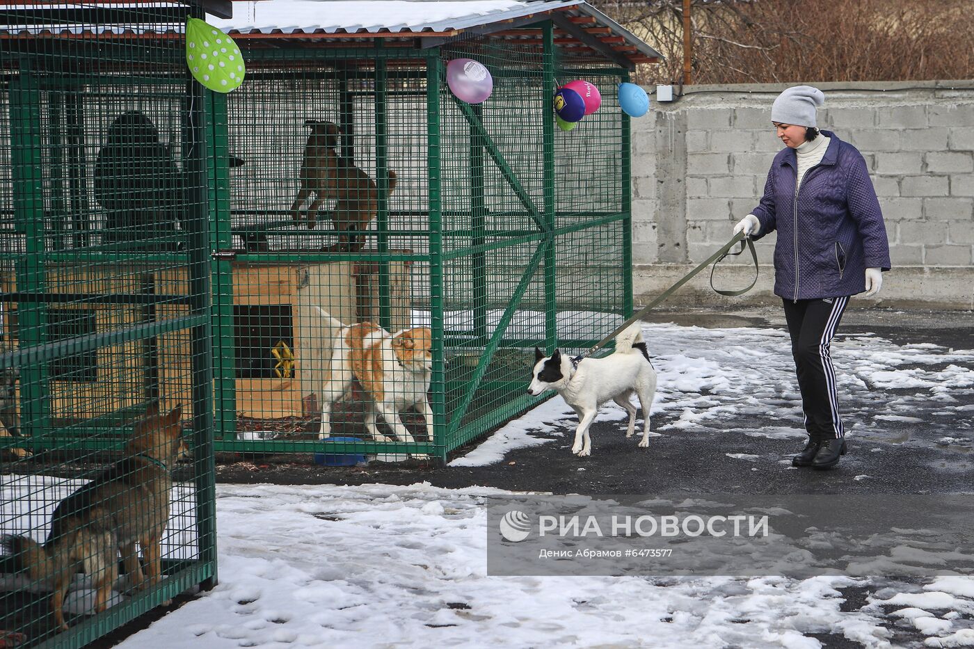 Отлов бездомных собак во Владикавказе